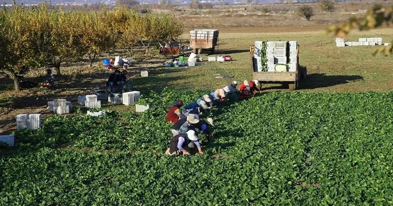 Yılda 20 kez hasat veriyor! Sofralardan eksik olmuyor, bahçesine eken köşeyi dönüyor Sözcü Gazetesi