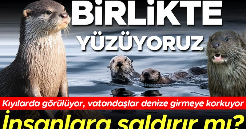 Su samurlarıyla birlikte yüzüyoruz! Kıyılarda görülmesi normal mi? Yüzen insanlara saldırır mı?