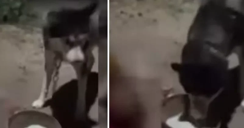 Köpeğine zorla alkol içirip kahkahalar attı