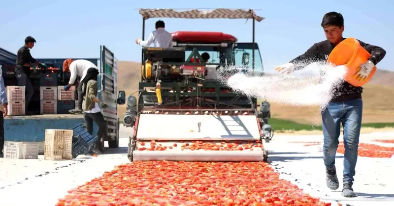 Kilosu 4 euroya satılıyor! ABD, Fransa ve İngiltere ye gönderiliyor