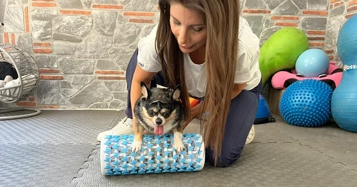 Görme engelli obez köpek Mia , pilates ve yüzmeyle zayıflıyor! Sürekli yemek yiyip yatmak istiyordu