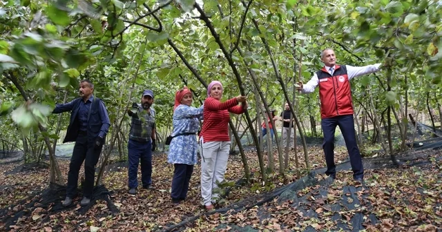 Ordu da 148 fındık üreticisine hasat filesi desteği sağlandı Ordu Haberleri
