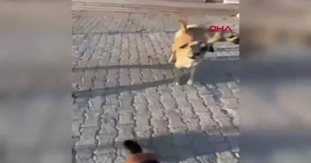 Köpek tehididi vatandaşı canından bezdirdi! Görüntüler Muğla dan...