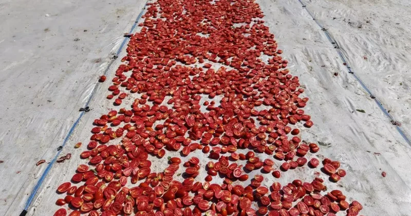 600 işçinin emeği var! Domateste 15 bin 300 ton rekolte bekleniyor!
