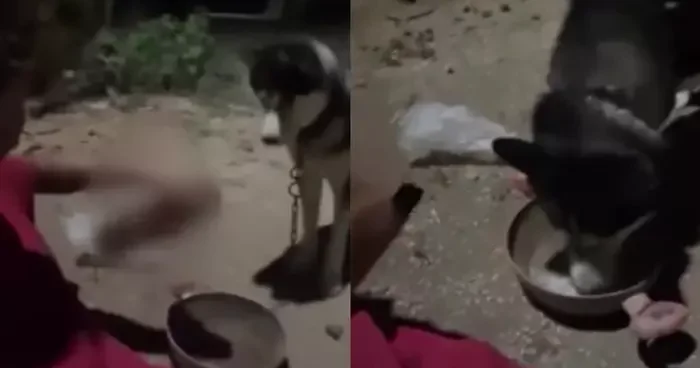 Ankara da dehşete düşüren olay! Köpeğe alkol içirip o anları sosyal medyada paylaştı