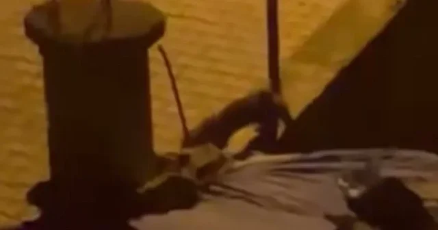 Tilki evin bahçesini çok sevdi Hayat Haberleri