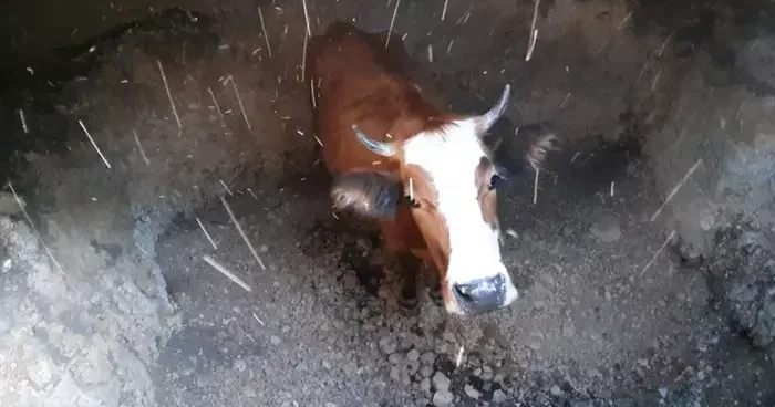Su kuyusuna düşen inek için kurtarma operasyonu