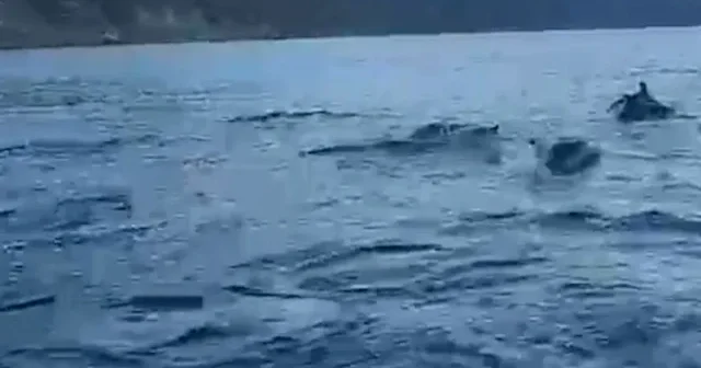 Balıkçı teknesine eşlik eden yunuslar görsel şölen sundu VİDEO İZLE