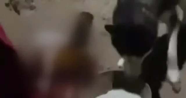 Benden alkolik deyip köpeğine içki içirdi yetmedi marifetmiş gibi kayda aldı VİDEO İZLE