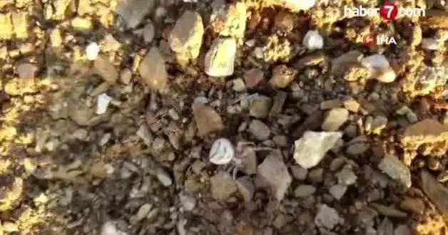 Yalova da insan yüzlü örümcek görüldü