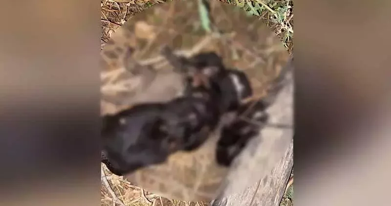 Ölü bulunan 4 köpek yavrusu, saman ipine dolanmış