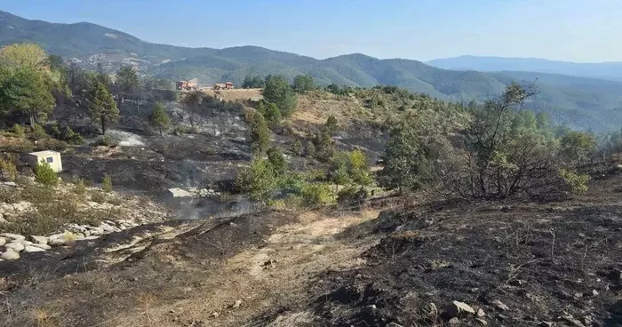 Ormanda piknik keyfi, faciaya sebep oluyordu...