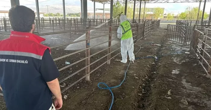 Iğdır’da açılan hayvan pazarı 2 hafta sonra tekrar kapatıldı