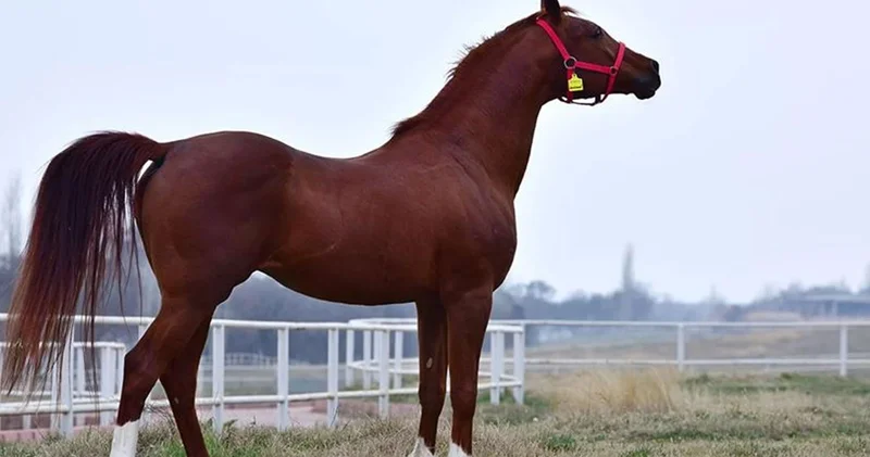 TİGEM 15 safkan Arap koşu tayı satacak
