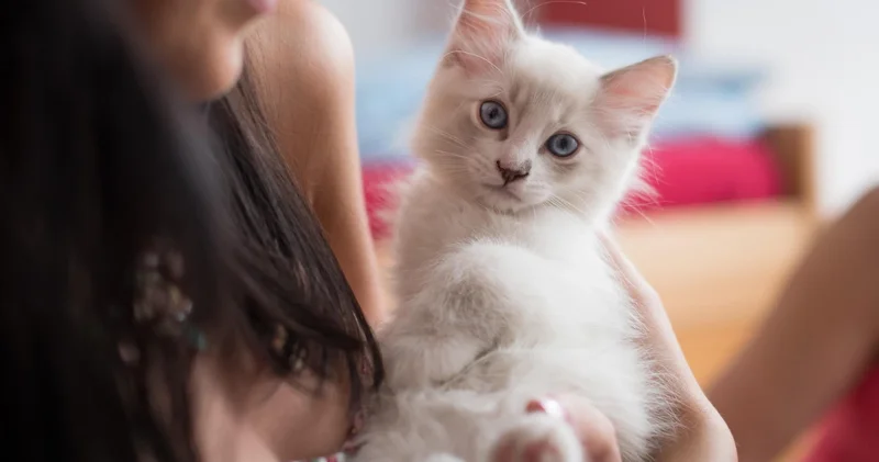 Kedi sahipleri köpek sahiplerine göre bağış yapmaya daha yatkın