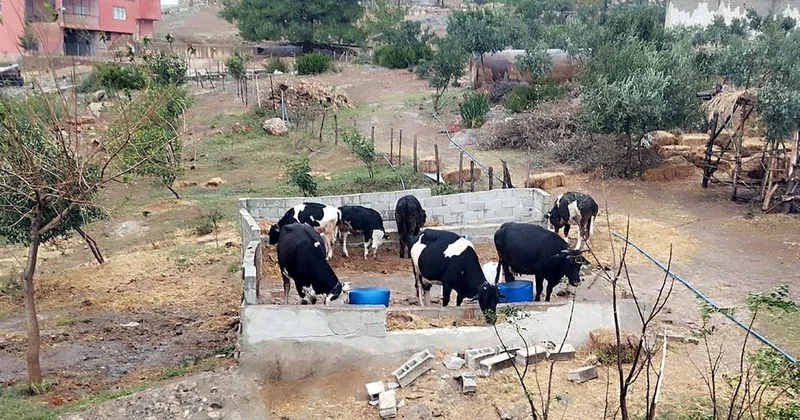 Büyükbaş almak isteyen ortakları sazan sarmalı yöntemiyle dolandırdılar Sözcü Gazetesi