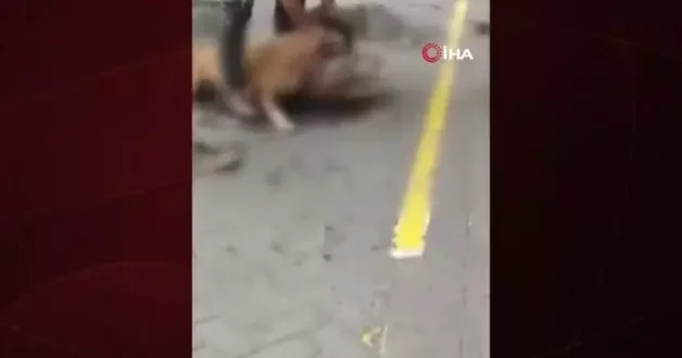 Gaziosmanpaşa’da pitbullun saldırdığı köpek öldü