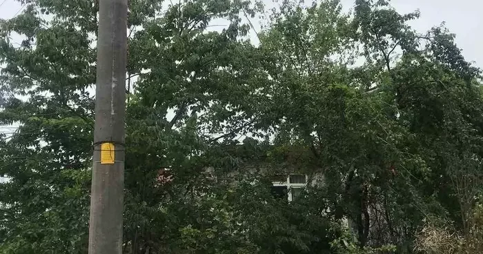Ağaçların içinden geçen elektrik telleri tehlike saçıyor