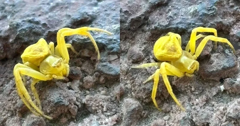 Türkiye de nadir görülen yaratık Elazığ da ortaya çıktı!