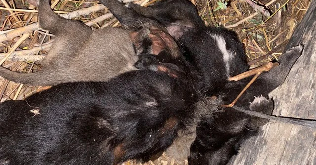 Tokat ta vahşet; 3 yavru köpek birbirlerine iple bağlanarak boğulmuş halde bulundu Tokat Haberleri