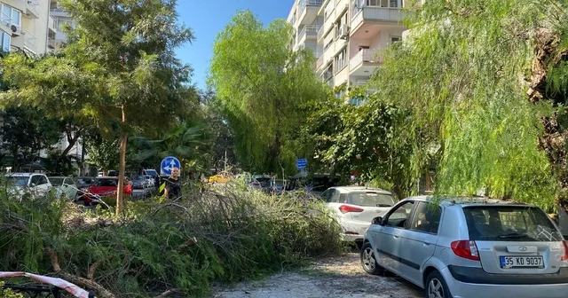 Park halindeki otomobilin üzerine ağaç devrildi İzmir Haberleri