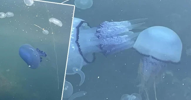 Gemlik Körfezi ndeki kabus bir gecede bitti! Bu kötü rüyadan uyanmayı beklerken ilginç bir gelişme oldu