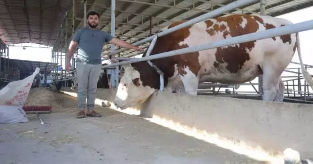 Hatay haberleri Devasa tosuna bakan çok ama alan yok! Fiyatı cep yakıyor 28 Mayıs 2025
