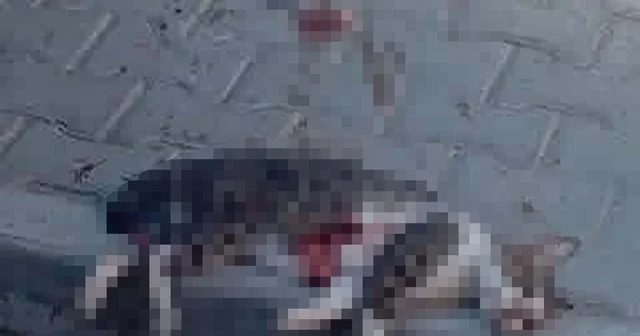 Sokak kedisini pompalı tüfekle vurarak öldüren şüpheliye gözaltı Manisa Haberleri