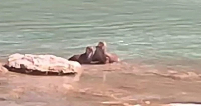 Tunceli’de su samurları görüntülendi