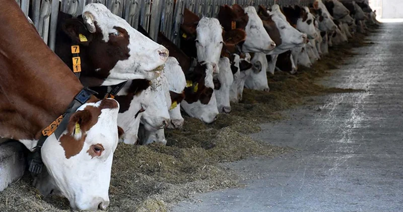 Ticaret Bakanlığı Kurban Bayramı öncesinde denetimlerini sürdürüyor