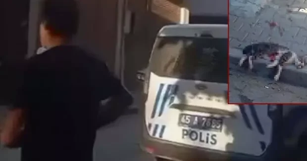 Manisa haberleri Manisa da vicdan sızlatan olay: Sokak kedisini pompalı tüfekle vurarak öldürdü 28 Mayıs 2025