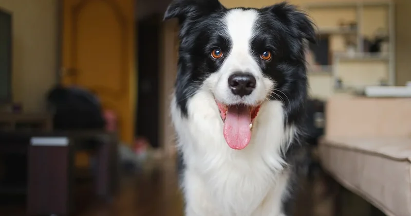 Köpek eğitmeninden uyarı: Bu 3 ırk çocuklara karşı riskli Sözcü Gazetesi