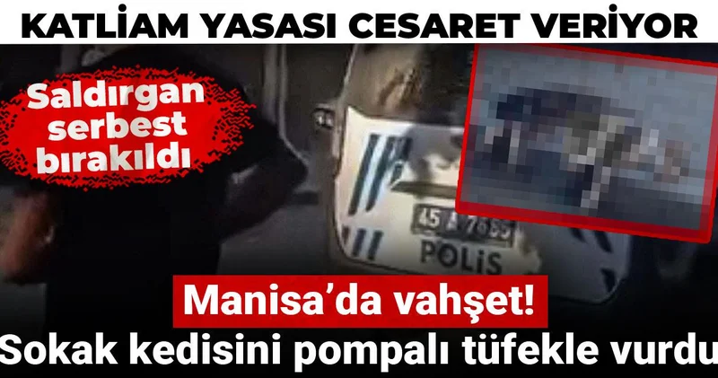 Manisa’da vahşet! Sokak kedisini pompalı tüfekle vurdu: Serbest bırakıldı