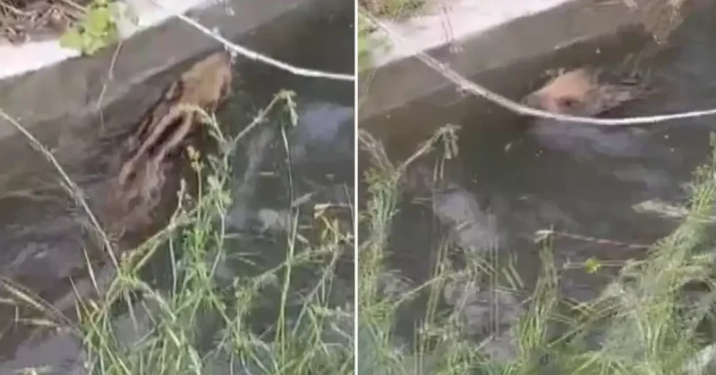Domuz yavrusu, düştüğü kanaldan çıkmak için uzun süre mücadele etti