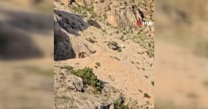 Ayı gören çobanın ilginç kaçırma taktiği