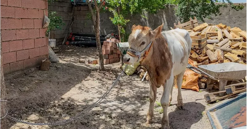 9 ay kaçmayı başardı! bayrama günler kala yakalandı