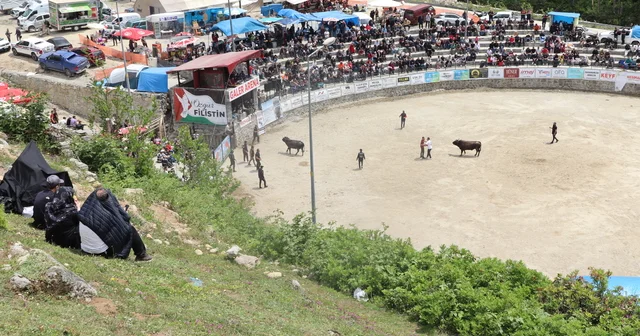 Ayder de boğa güreşleri heyecanı Rize Haberleri