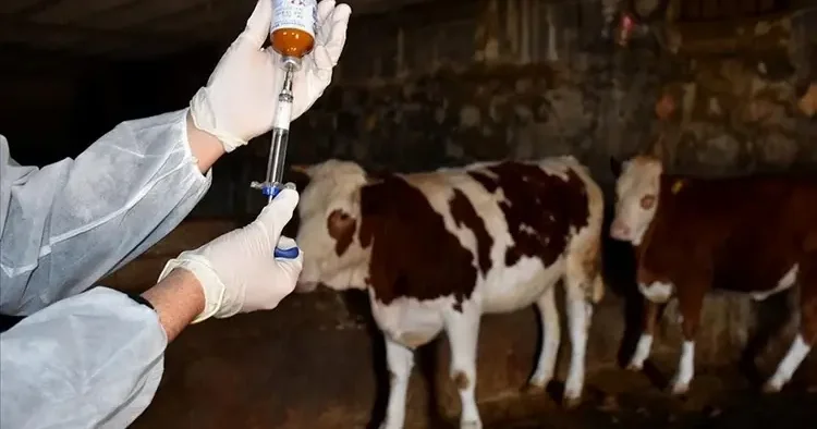 Son dakika Manisa’da büyükbaşlarda şap alarmı! 8 köy karantinaya alındı...