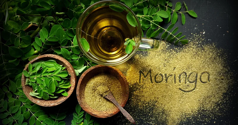 Hindistan dan gelen şifa: Moringa nın faydaları saymakla bitmiyor.