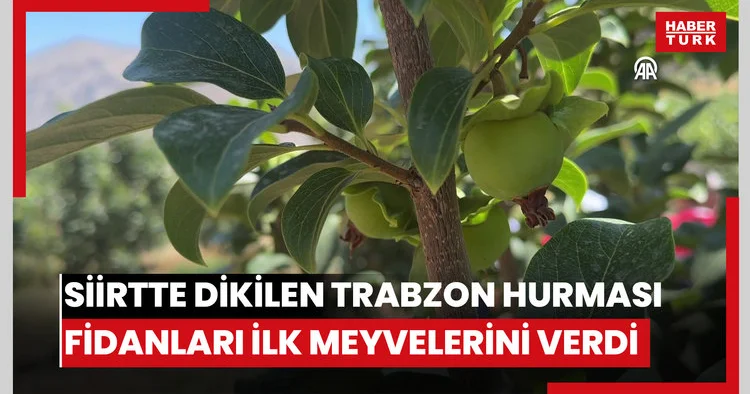 Siirt’te 4 yıl önce dikilen Trabzon hurması fidanları ilk meyvelerini verdi