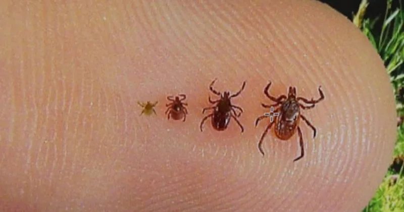 1 tanesi 10 bin yumurta bırakıyor! Uzmanı, keneyle mücadelenin en etkili yolunu açıkladı