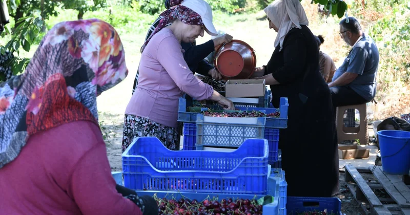 Lapseki nin kiraz hasadı dünya çapında talep görüyor Sözcü Gazetesi
