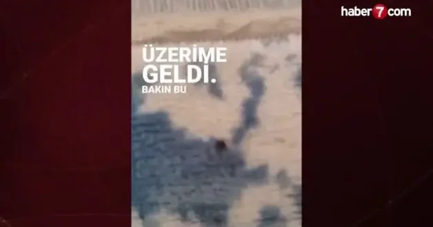 Evde kene olur mu demeyin! Evde köpeğiniz varsa dikkat!
