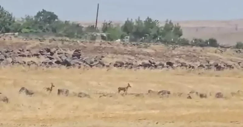 Siverek te görüntülendi! Nesli tükenme tehlikesi altında