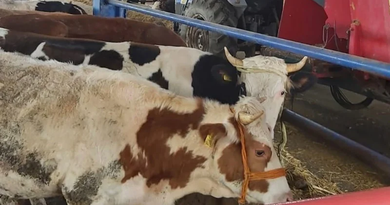 8 mahallede şap alarmı: İkinci bir duyuruya kadar yasaklandı