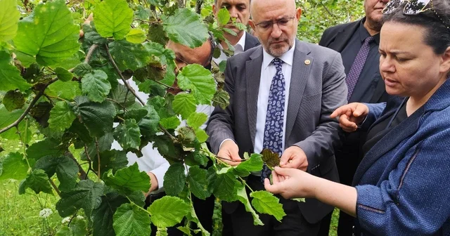 TBMM Zirai Don Olayını Araştırma Komisyonu üyeleri, Giresun da fındık bahçelerini inceledi Giresun Haberleri
