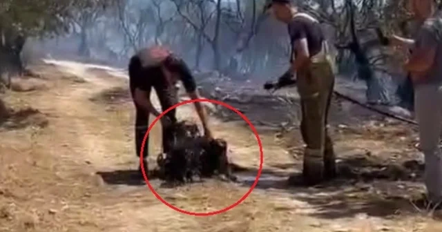 Yangında mahsur kalan 2 köpeğe ilk müdahaleyi su sıkarak yaptılar Bursa Haberleri