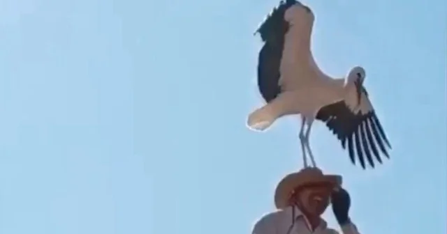 Çorum da başına leylek konan usta şaşkına döndü VİDEO İZLE