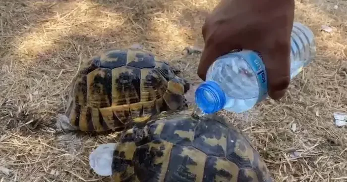 İzmir deki orman yangınında kaplumbağalar alevlerin arasından kurtarıldı!