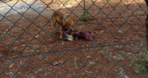 Şanlıurfa haberleri Şanlıurfa da köpek dehşeti: Koruma altındaki 2 ceylanı telef ettiler 28 Temmuz 2025